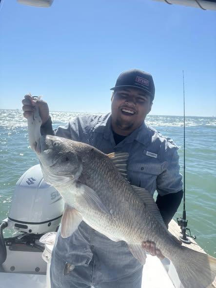 Black drum fish caught while fishing in Galveston TX waters
