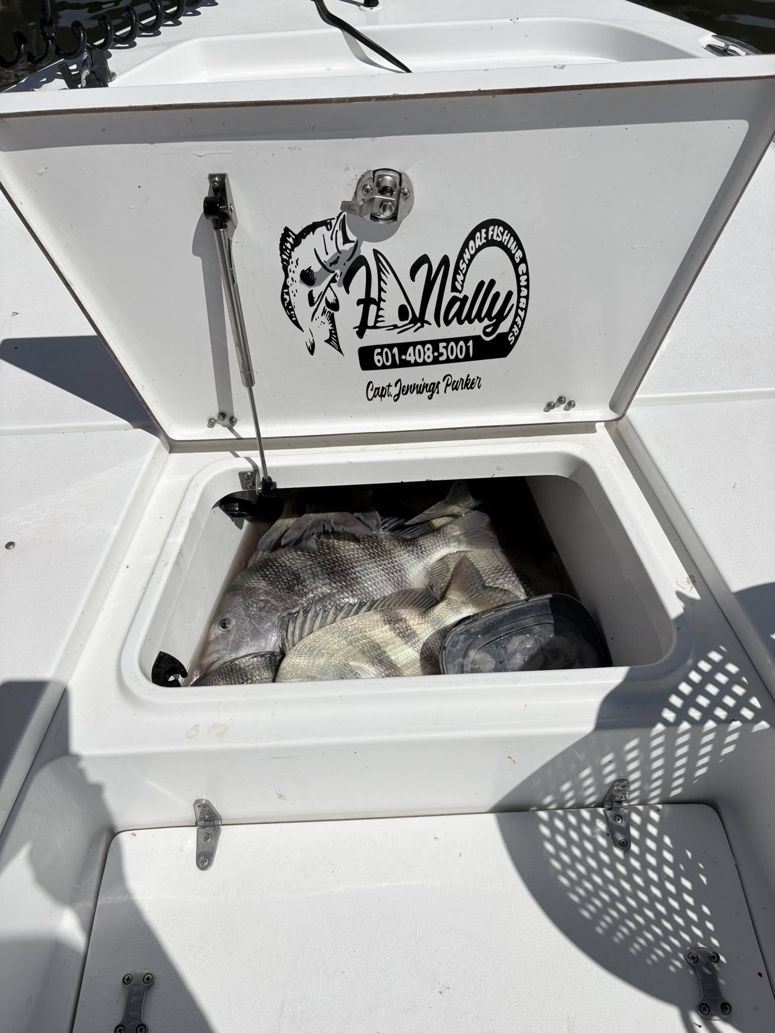 Fresh caught sheepshead fish in white boat cooler in Bay St. Louis MS