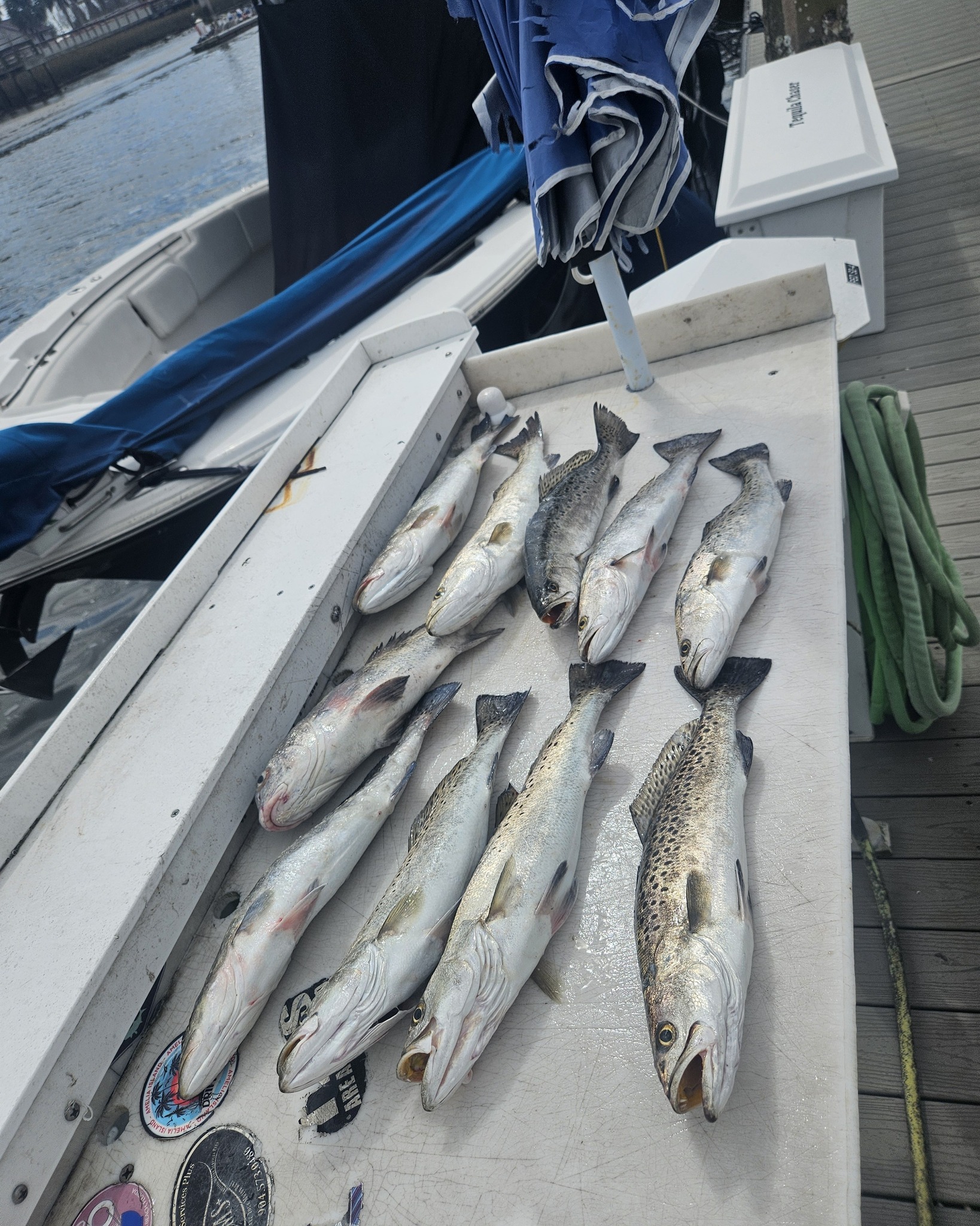 Fresh caught speckled trout displayed on boat dock in Fernandina Beach FL