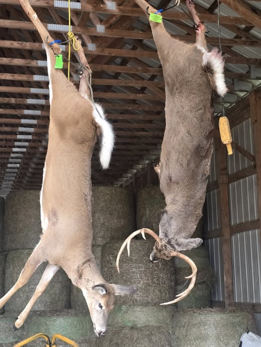 Two harvested deer hanging in wooden barn structure in Harmony ME