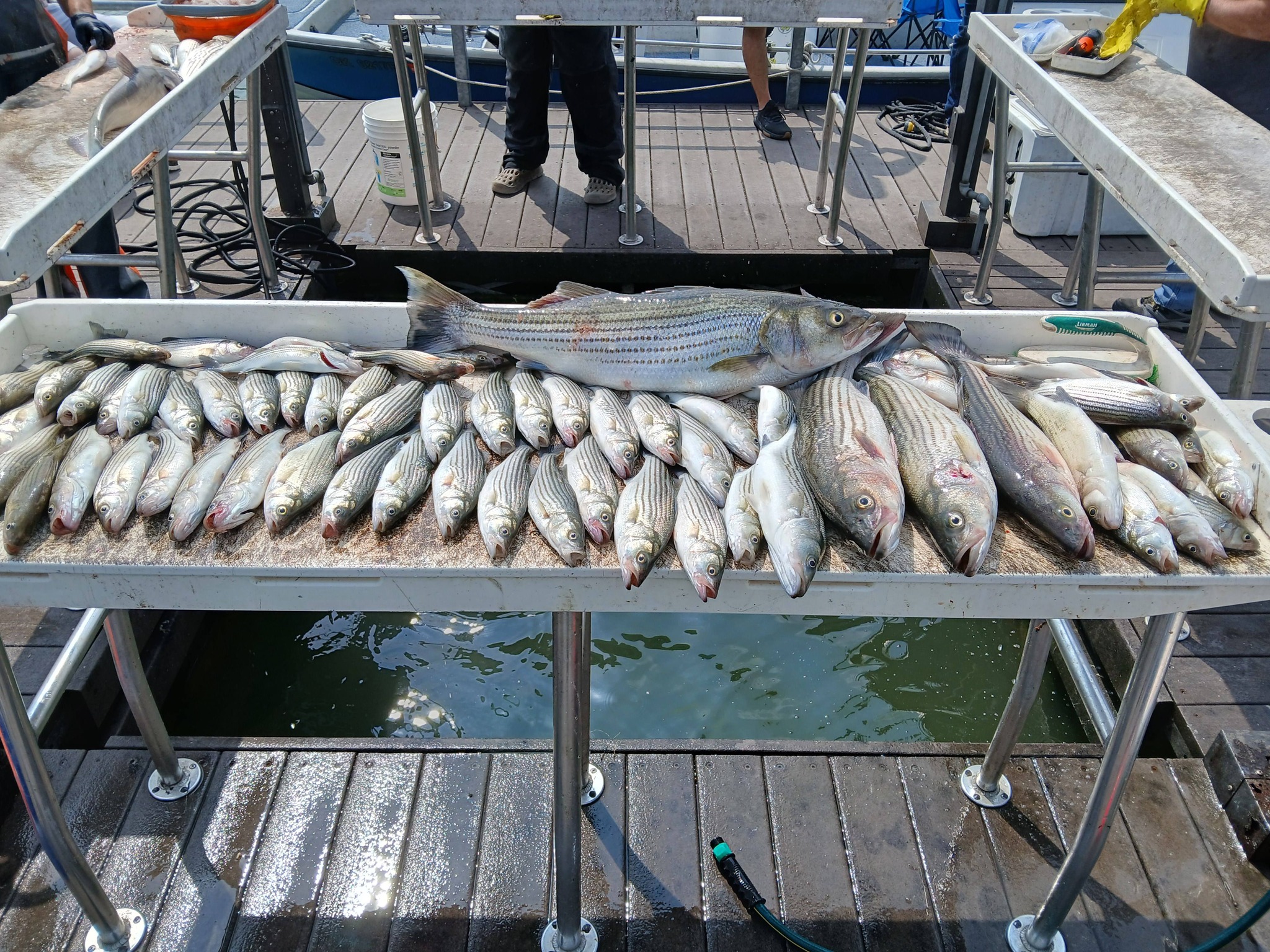 Fresh caught striped bass displayed on cleaning table at Kingston OK fishing dock