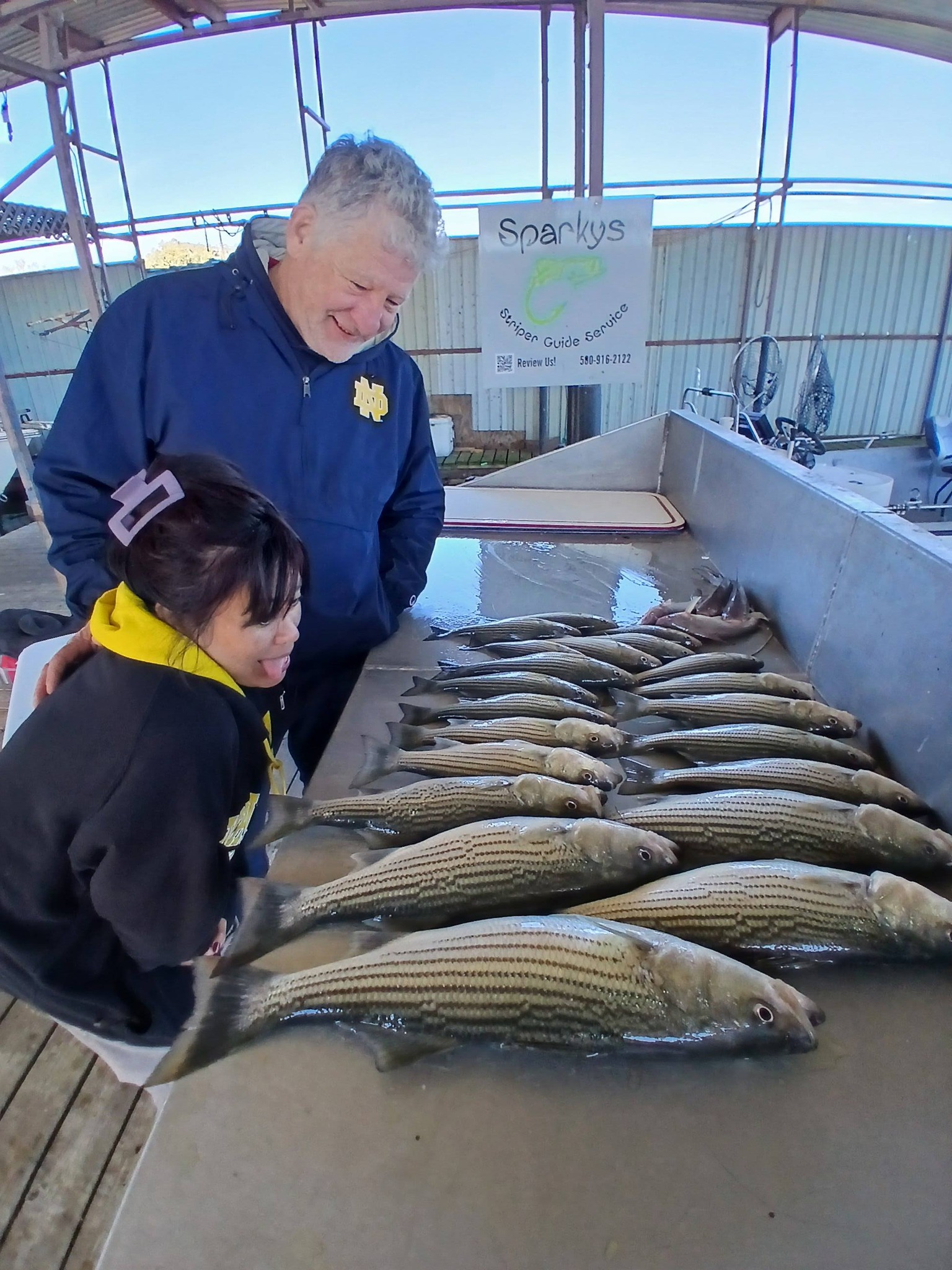Fresh caught striped bass displayed in fish box on fishing boat in Kingston OK