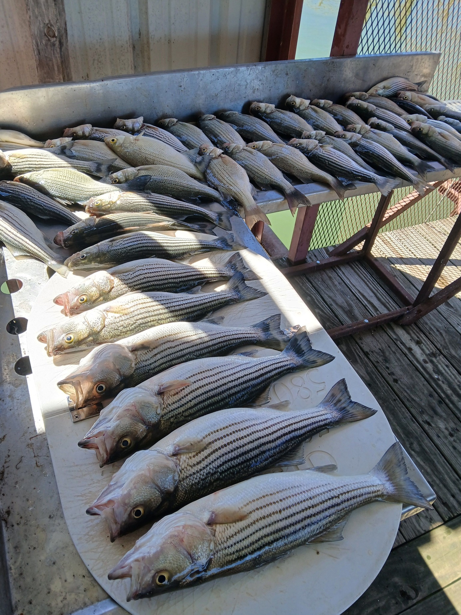 Large catch of striped bass fish displayed on boat deck in Kingston OK