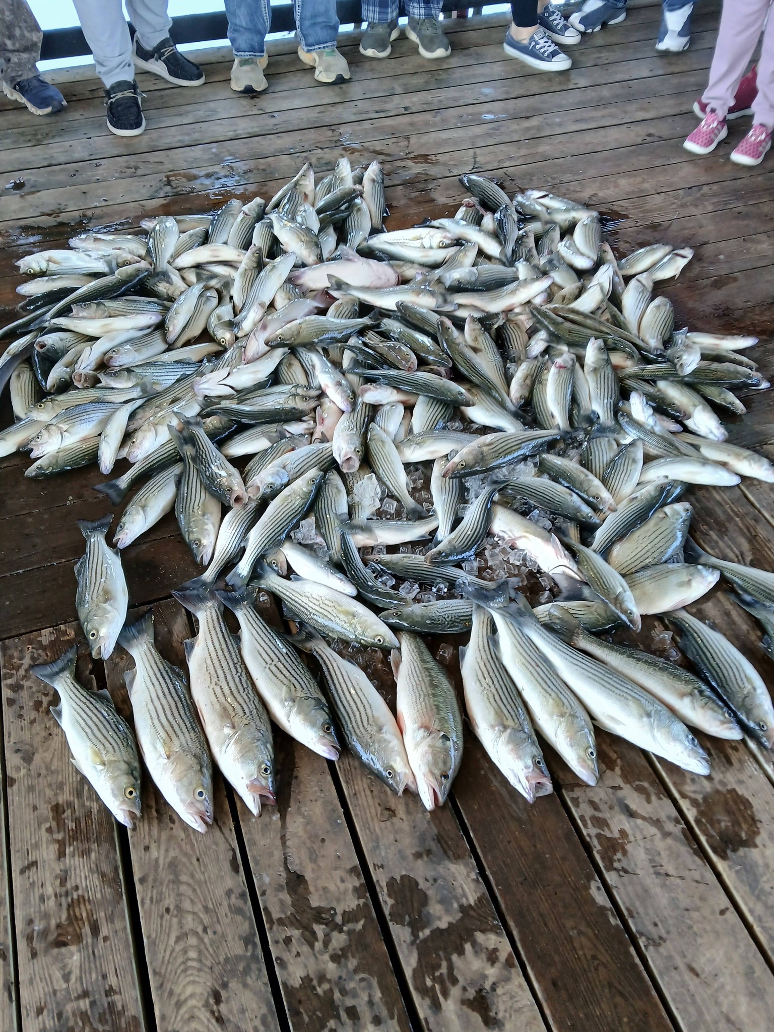 Large pile of freshly caught striped bass fish displayed on wooden dock in Kingston OK