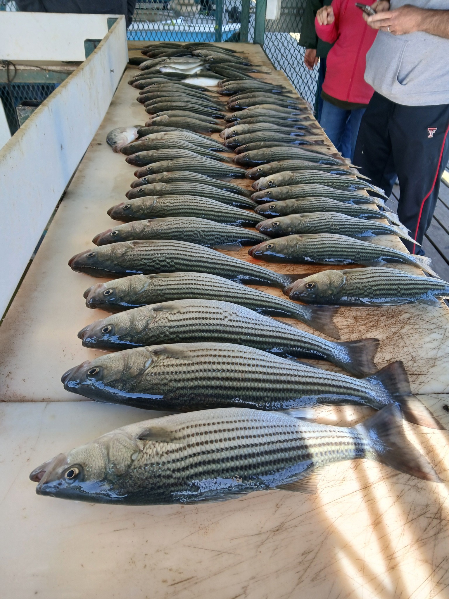 Large collection of freshly caught striped bass arranged on boat deck in Kingston Oklahoma