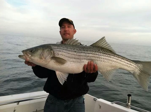 Striped bass catch held on fishing boat in Virginia Beach VA waters