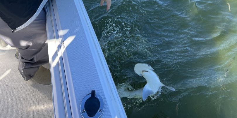 Tarpon Springs 4-hour inshore shark fishing charter for up to 4 guests with gear included