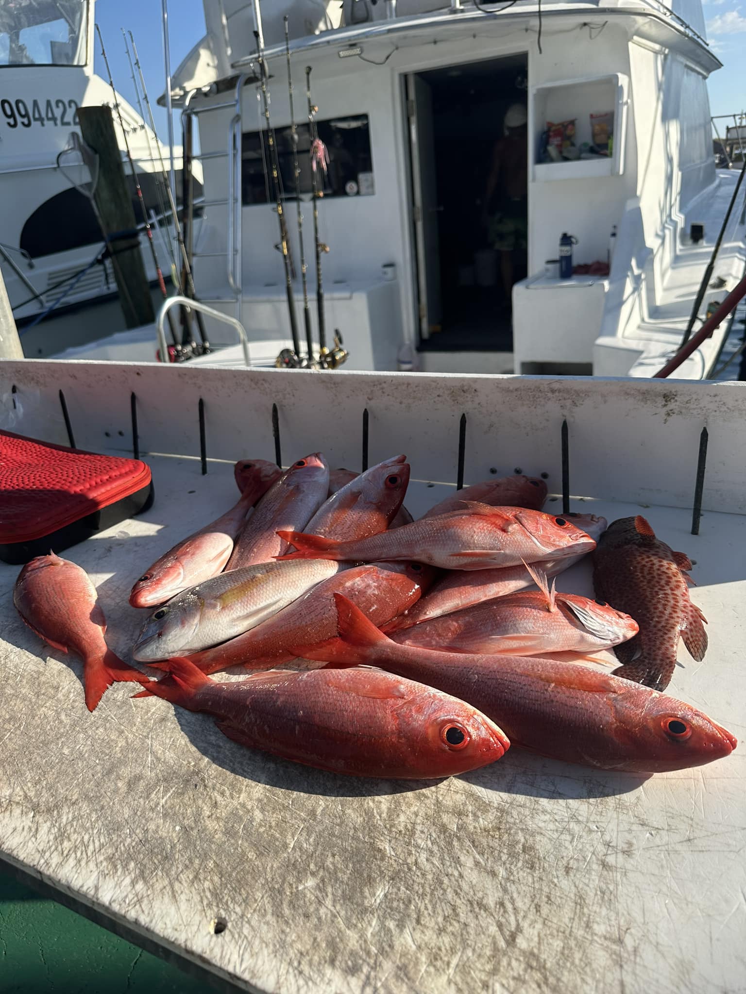 4 fish caught in FL during a fishing trip