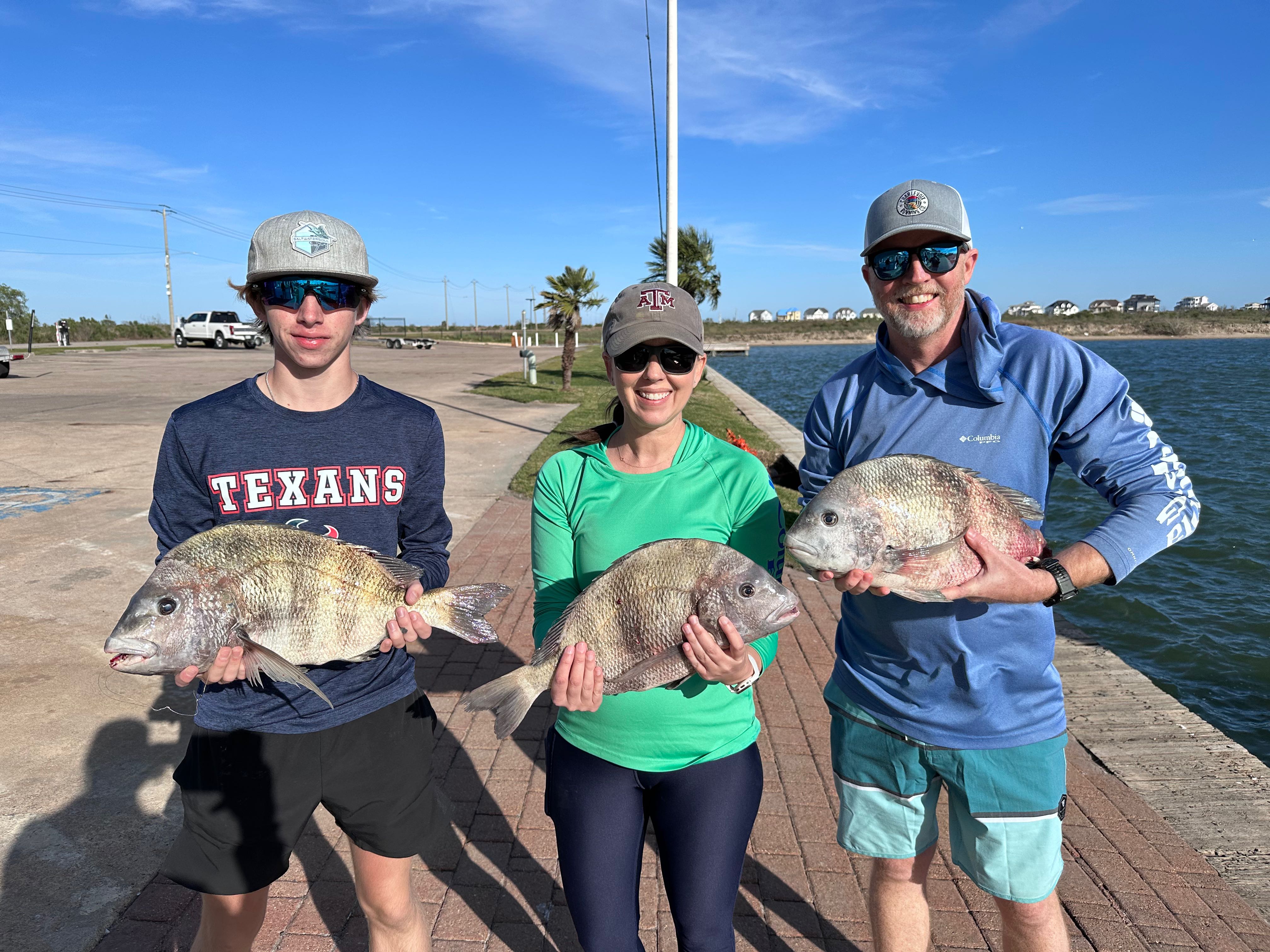 Three sheepshead fish caught in Galveston