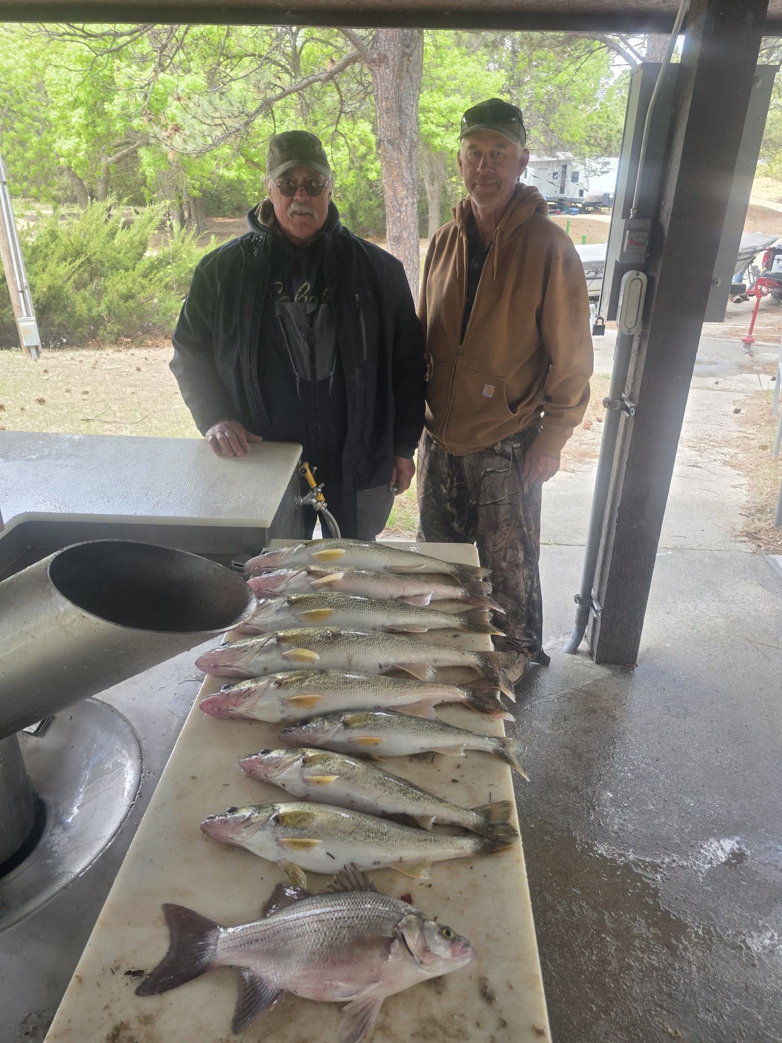 Fresh caught walleye and white bass displayed on cleaning station in Valentine NE