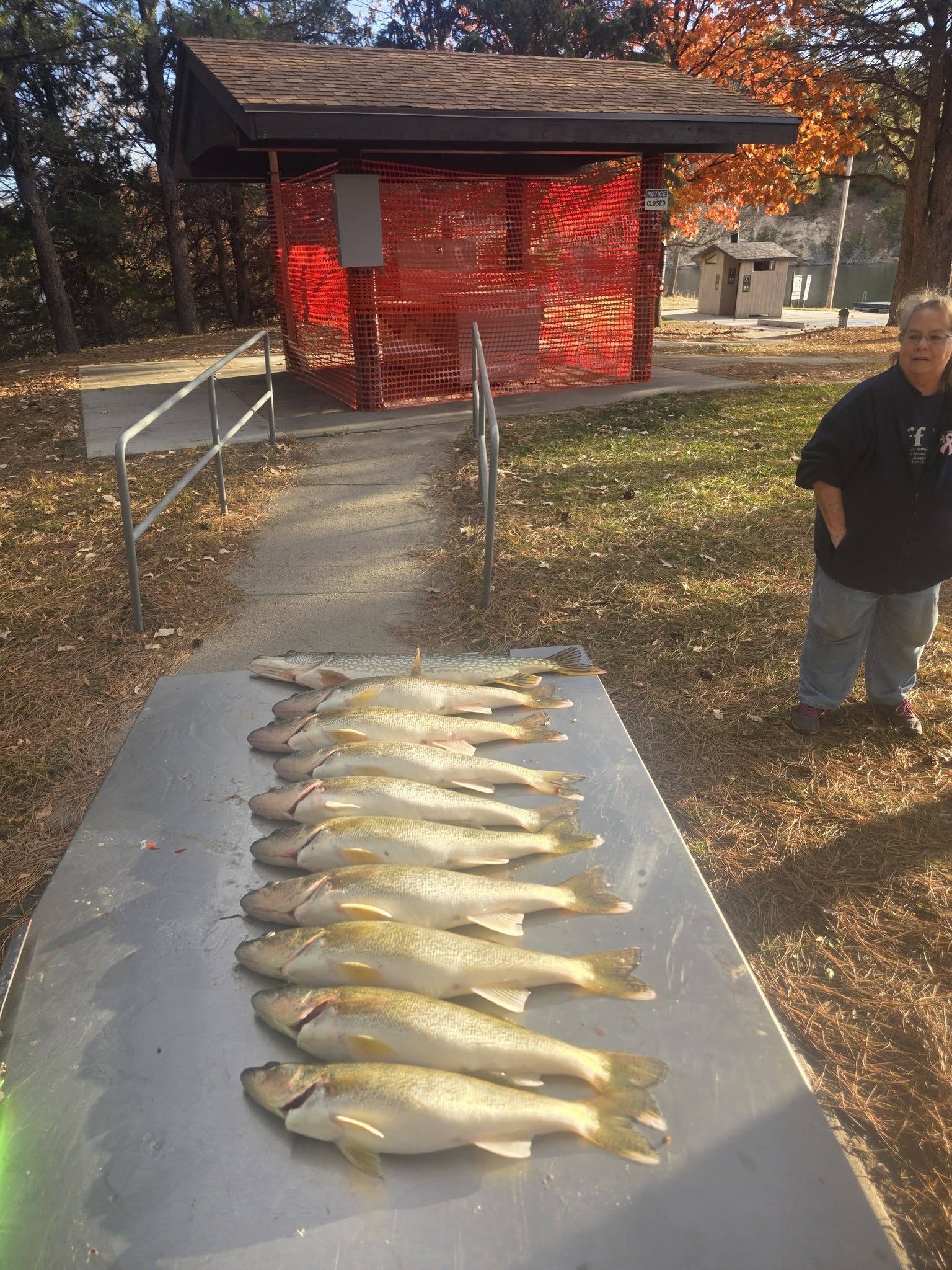 Multiple walleye fish laid out on cleaning table at fishing station in Valentine Nebraska
