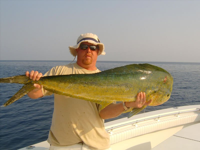 Large mahi mahi fish caught during deep sea fishing trip in Key West FL
