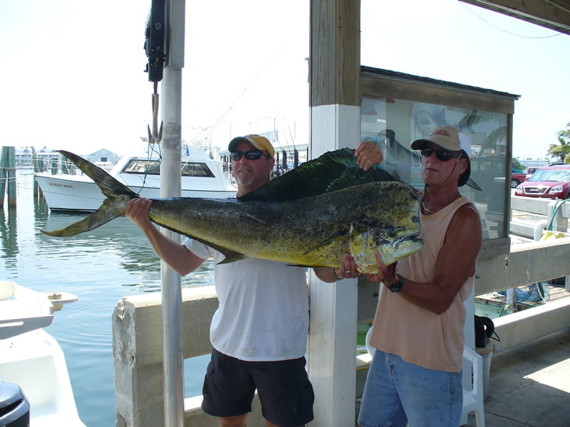 Large mahi mahi caught fishing in Key West Florida displayed at marina dock