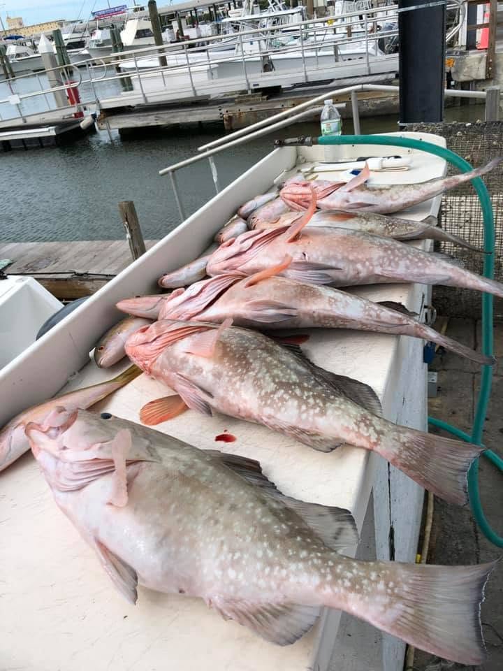 Fresh caught red grouper laid out on fishing boat deck in Key West Florida
