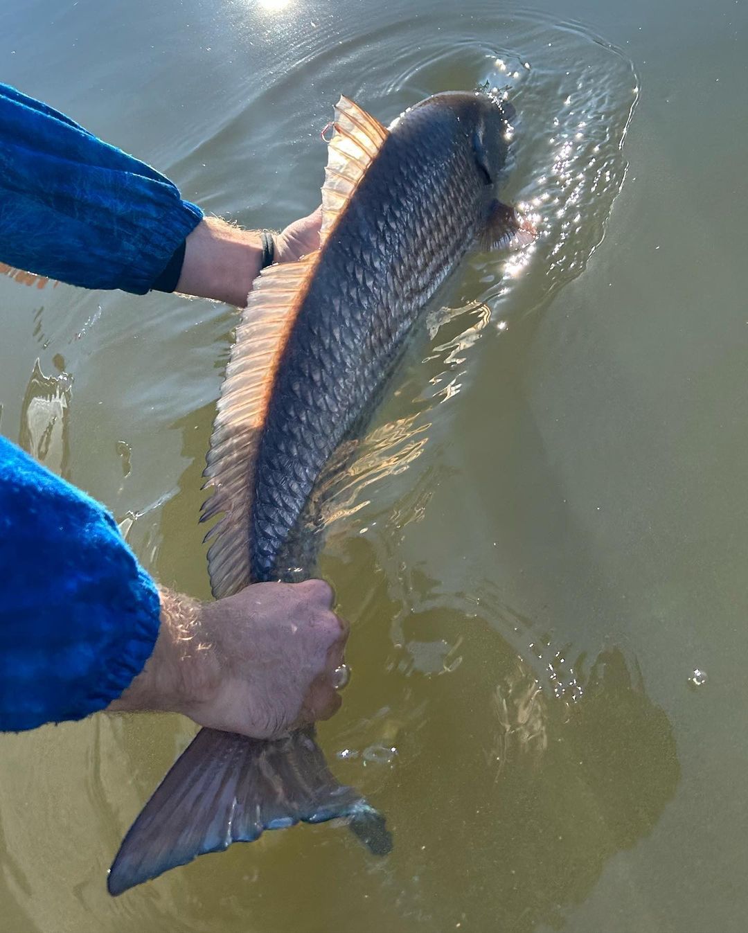 Fisherman's catch in Charleston