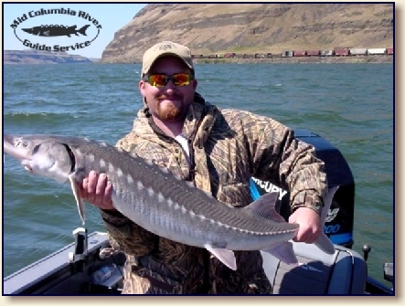 White Sturgeon fish caught while fishing in OR