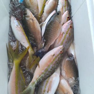 Three fish caught while fishing in Florida