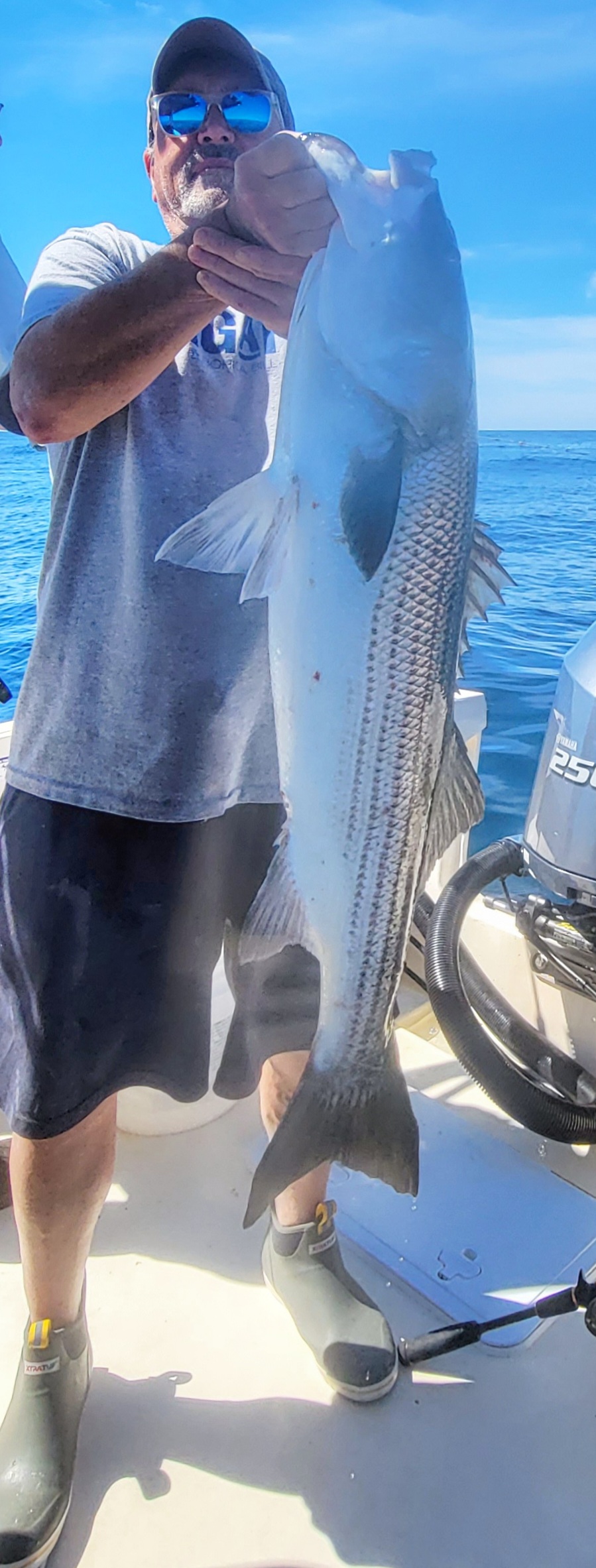 Striped Bass, a big fish caught while fishing in NY