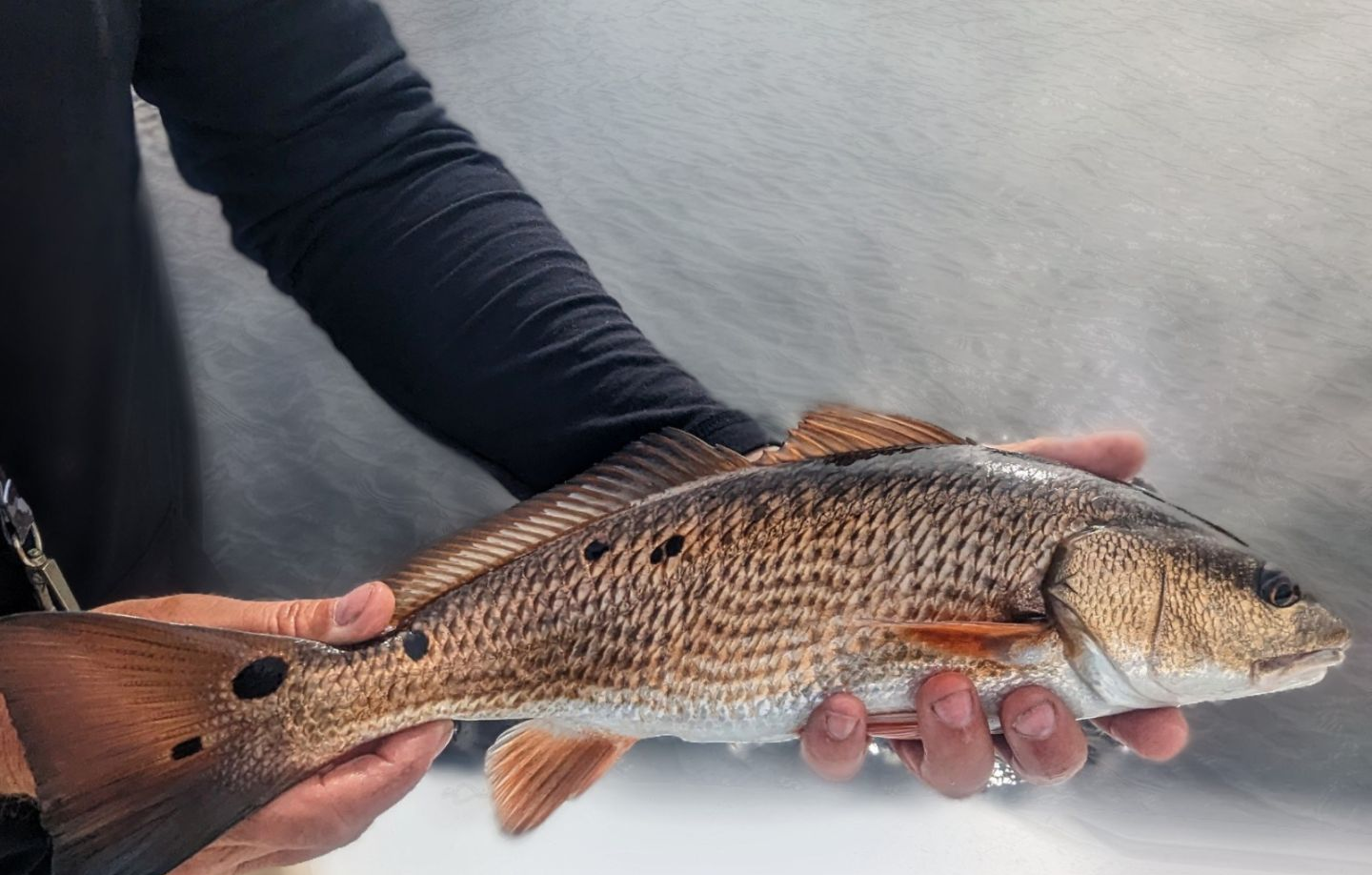 Redfish caught while fishing in Florida