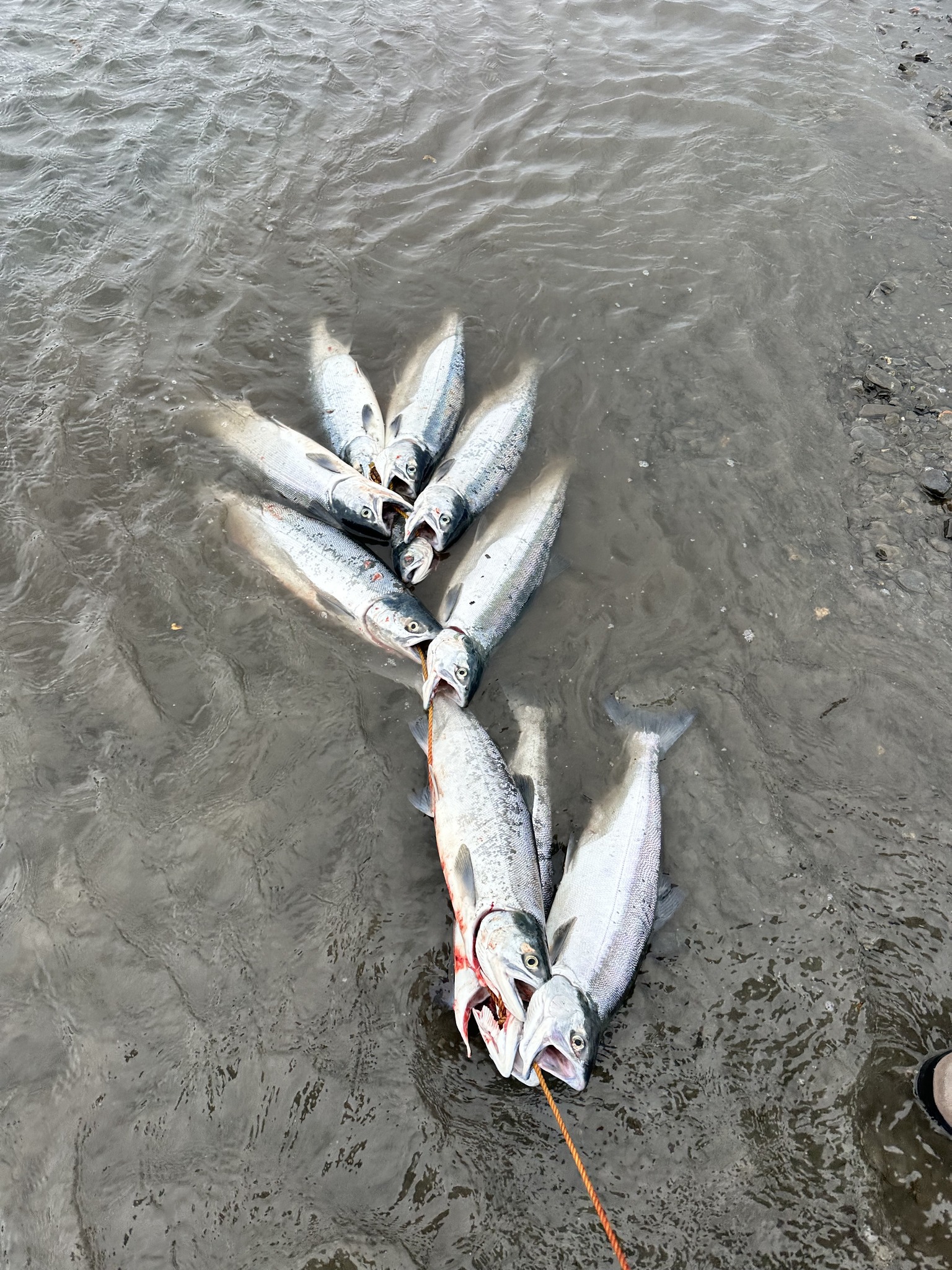 Fresh caught sockeye and coho salmon lying on sandy beach in shallow water in Kenai Alaska