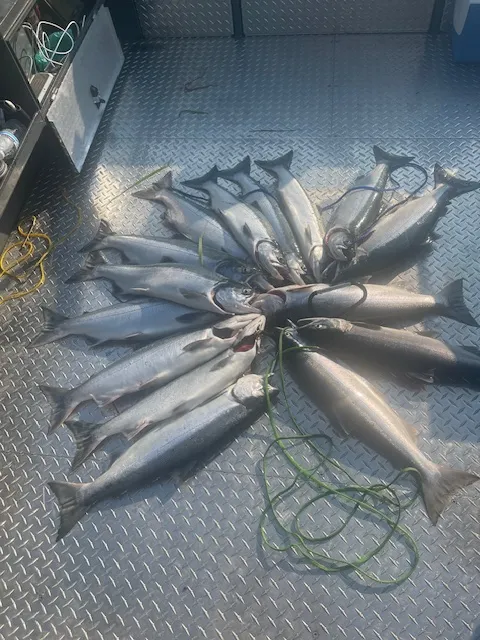 Full day Kenai River silver salmon fishing trip with guide and aluminum boat in Soldotna Alaska