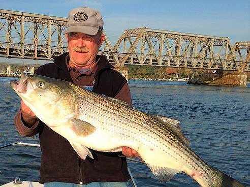 Striped bass caught in CT