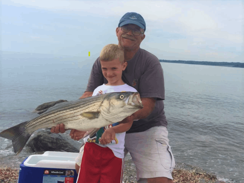Striped bass caught in CT
