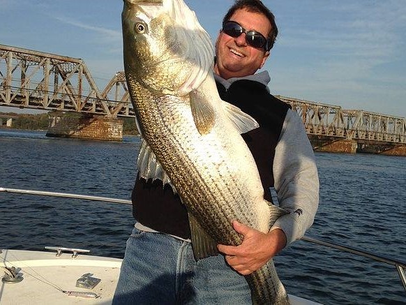 Striped bass caught in Old Lyme