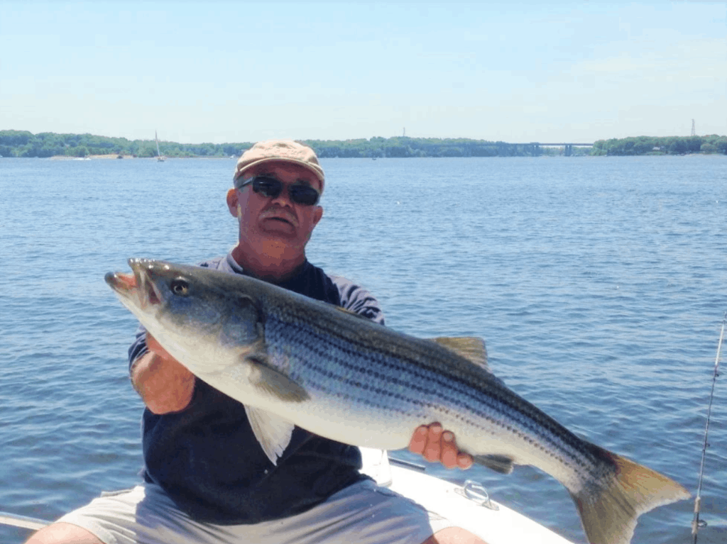 Striped bass caught in Old Lyme