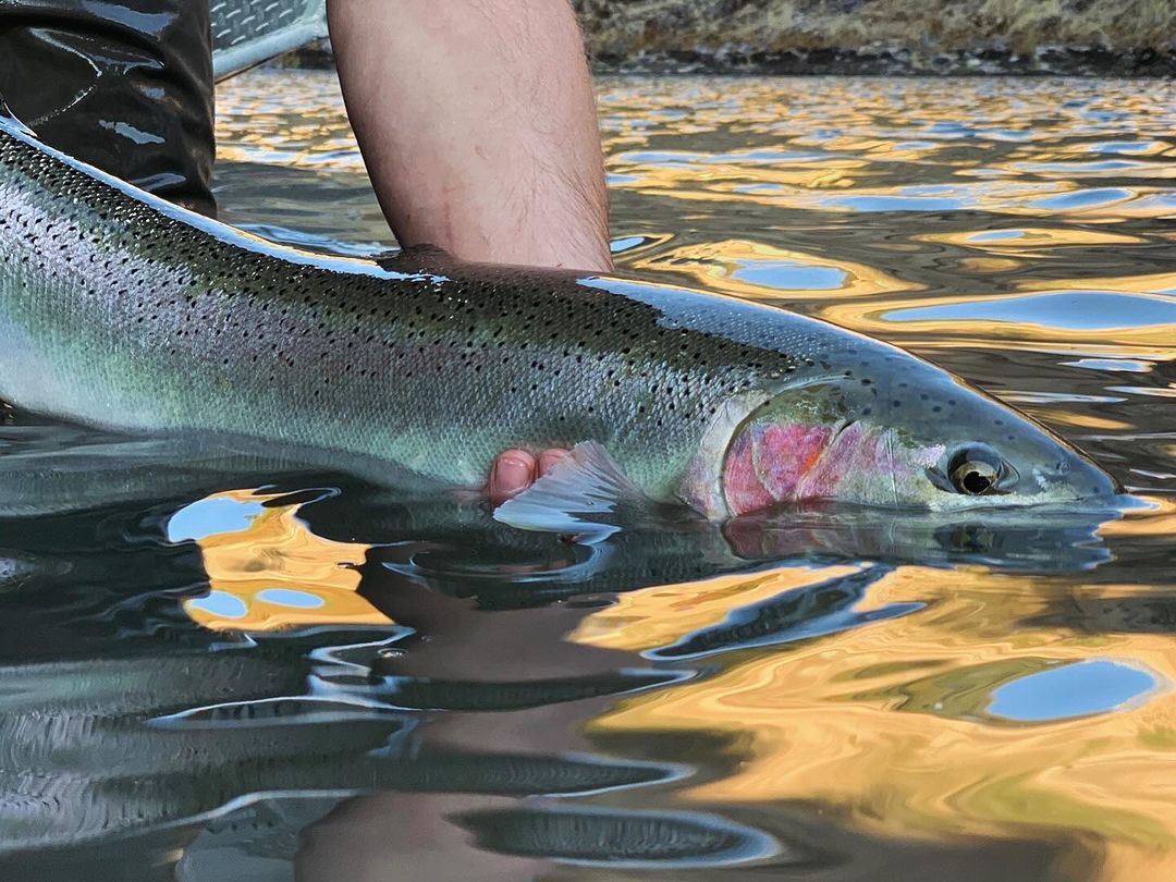 Photograph of a rainbow trout caught in Alaska