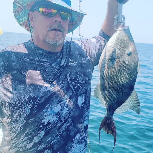 Grey triggerfish caught while fishing in Orange Beach Alabama