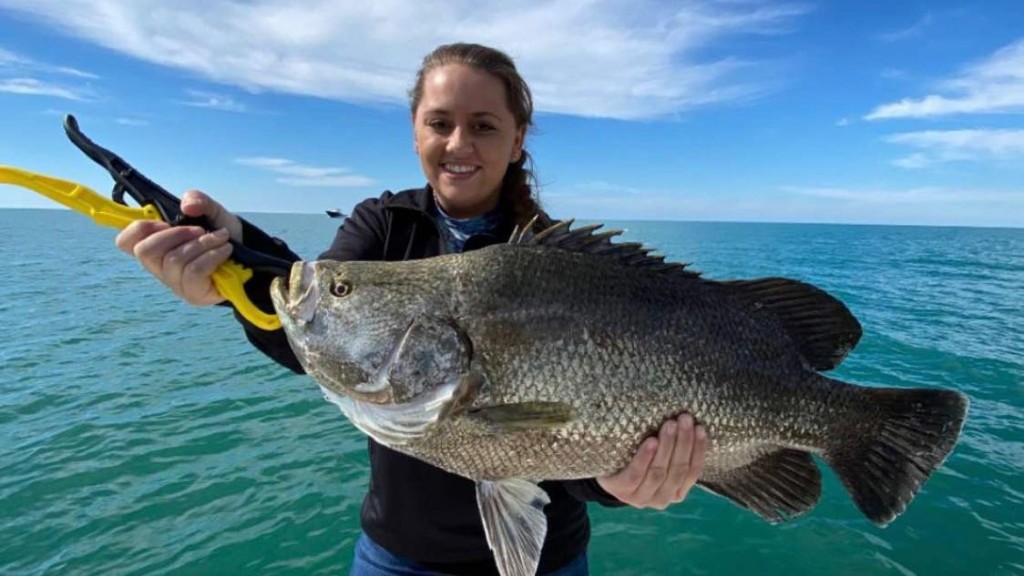 Tripletail fish caught in Port Charlotte