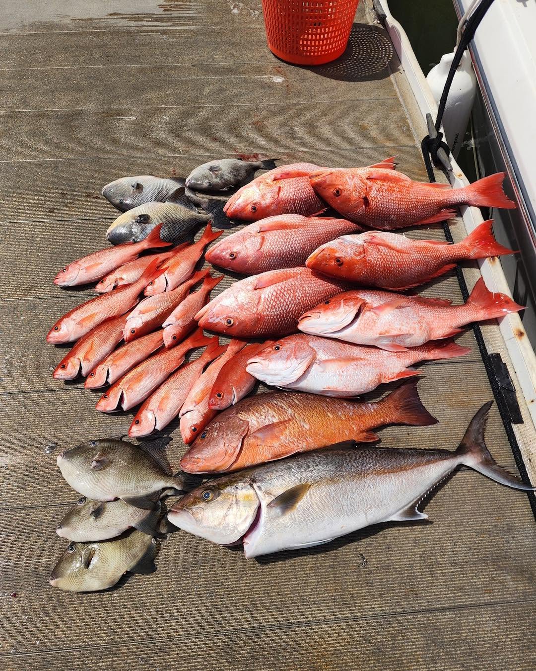 Fresh caught fish displayed on boat deck in Port Orange FL including Greater Amberjack and Red Snapper