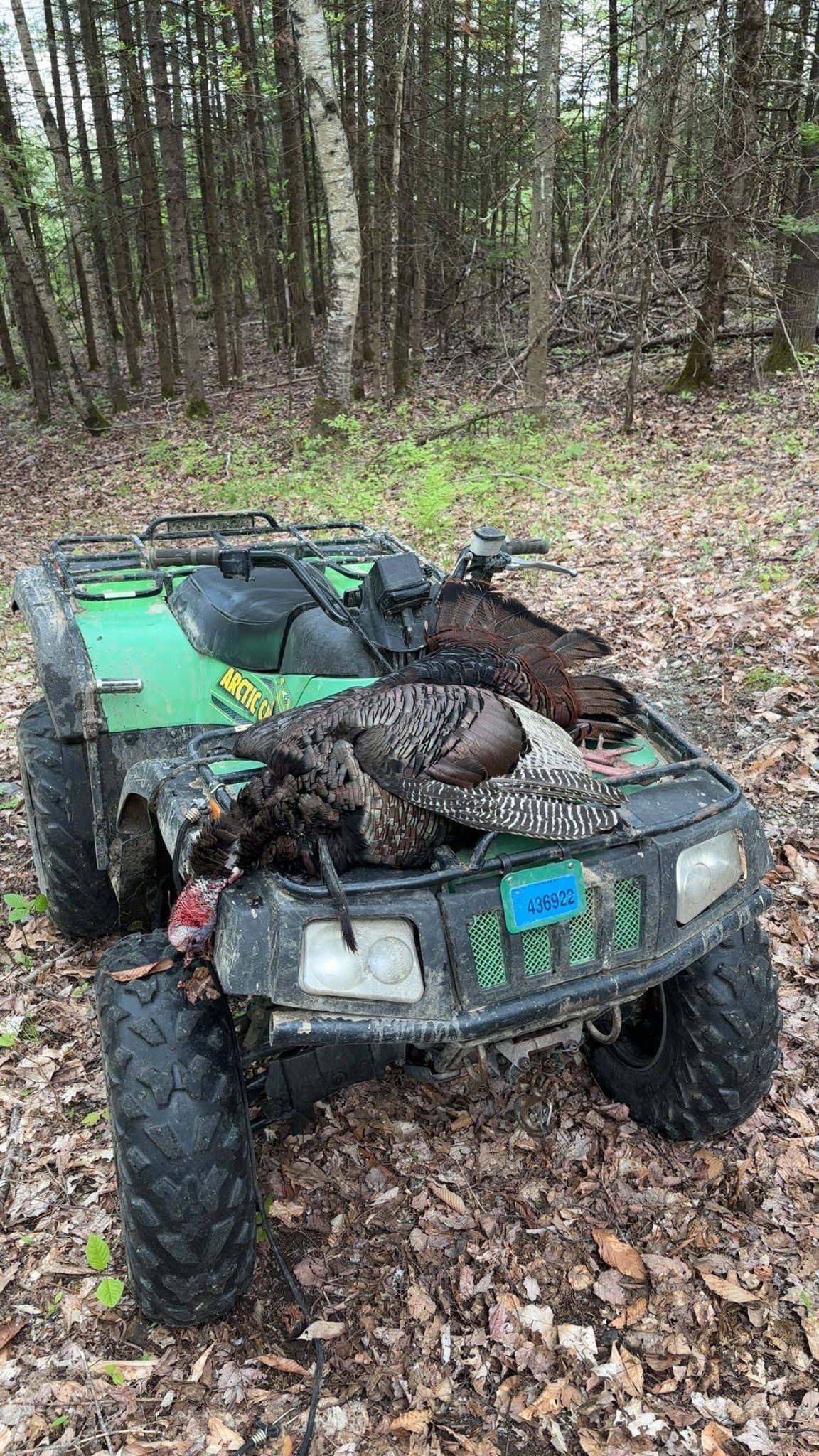 Wild turkeys on green ATV in Maine forest after successful hunt