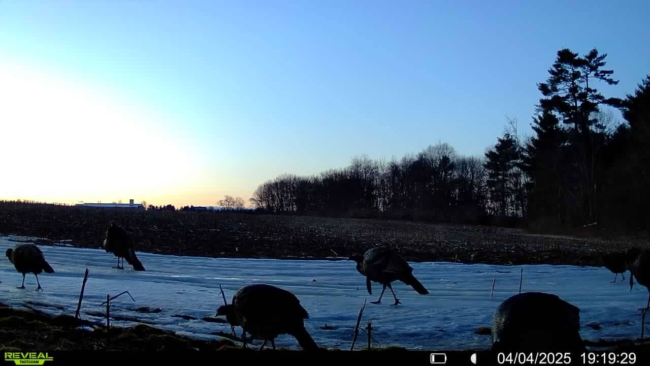 Trail camera captures wild turkeys foraging in snowy field at dusk in Palmyra Maine