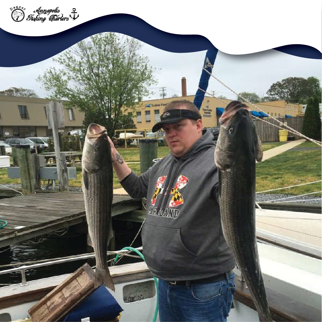 Two striped bass, 30 inches long, caught while fishing in Annapolis