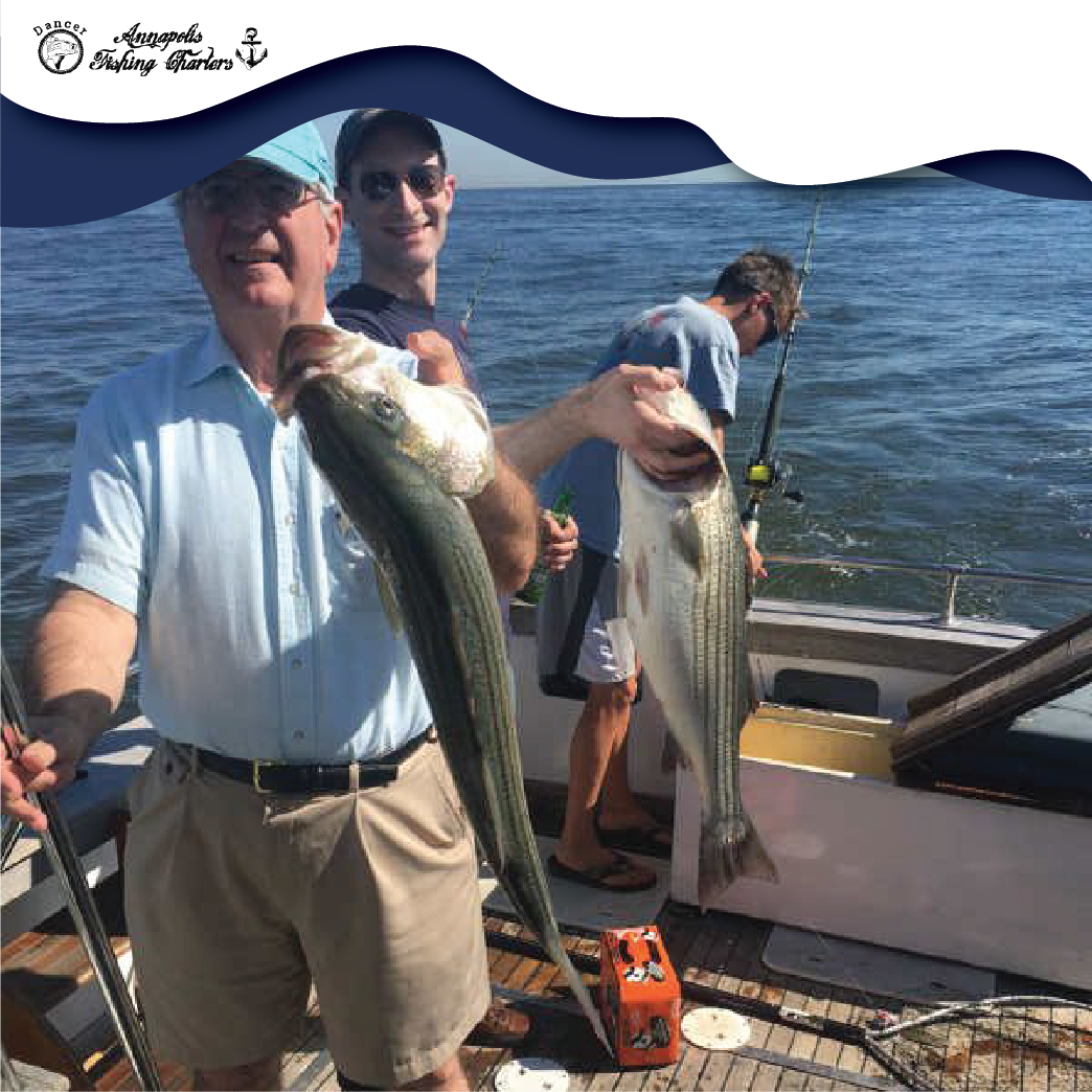 Two striped bass caught in Annapolis