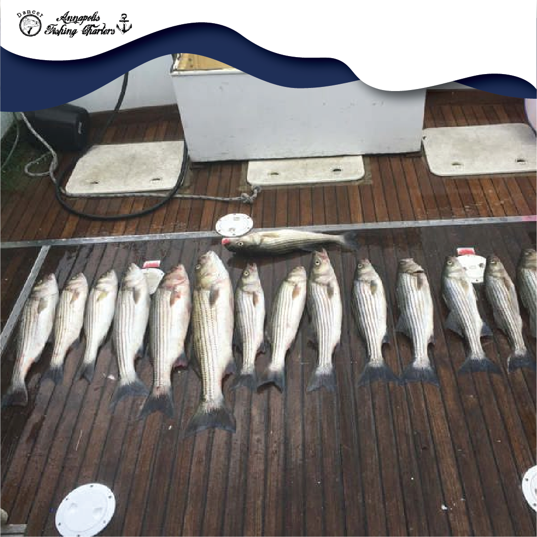 12 striped bass caught in Annapolis while fishing