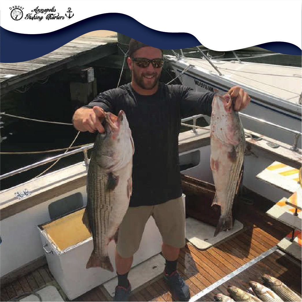Striped bass fishing in Annapolis