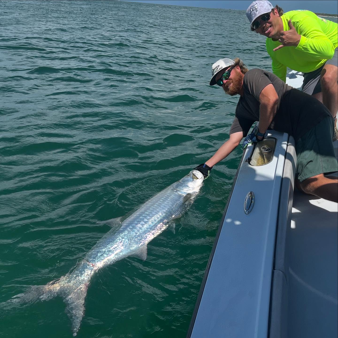 Large tarpon being released alongside fishing boat in Placida FL waters