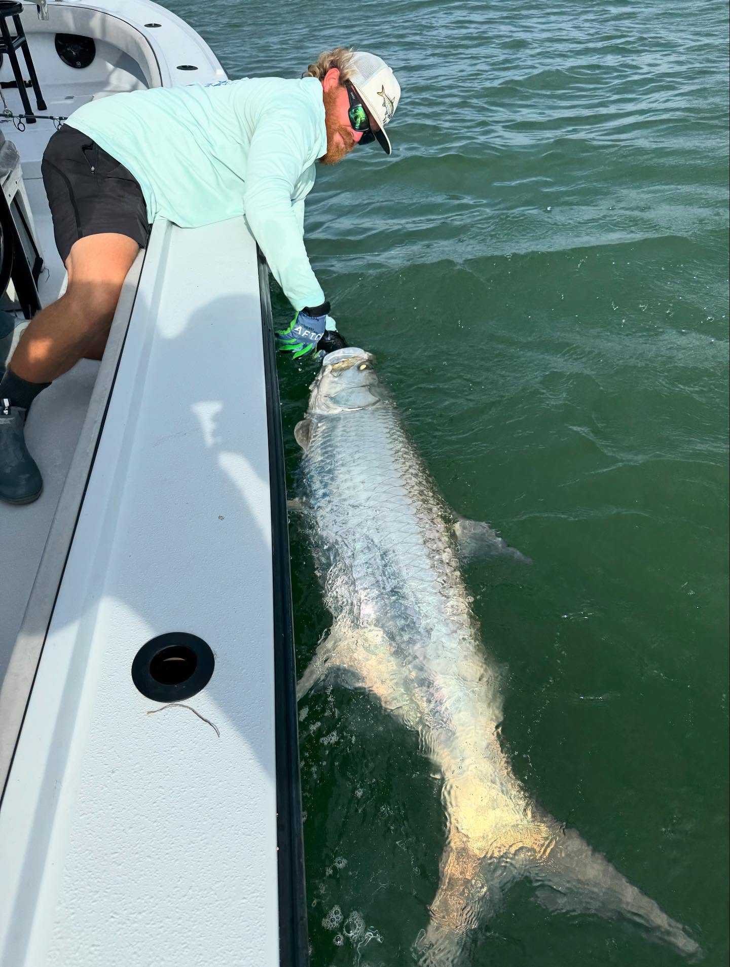 Large tarpon being released beside fishing boat in Placida FL waters