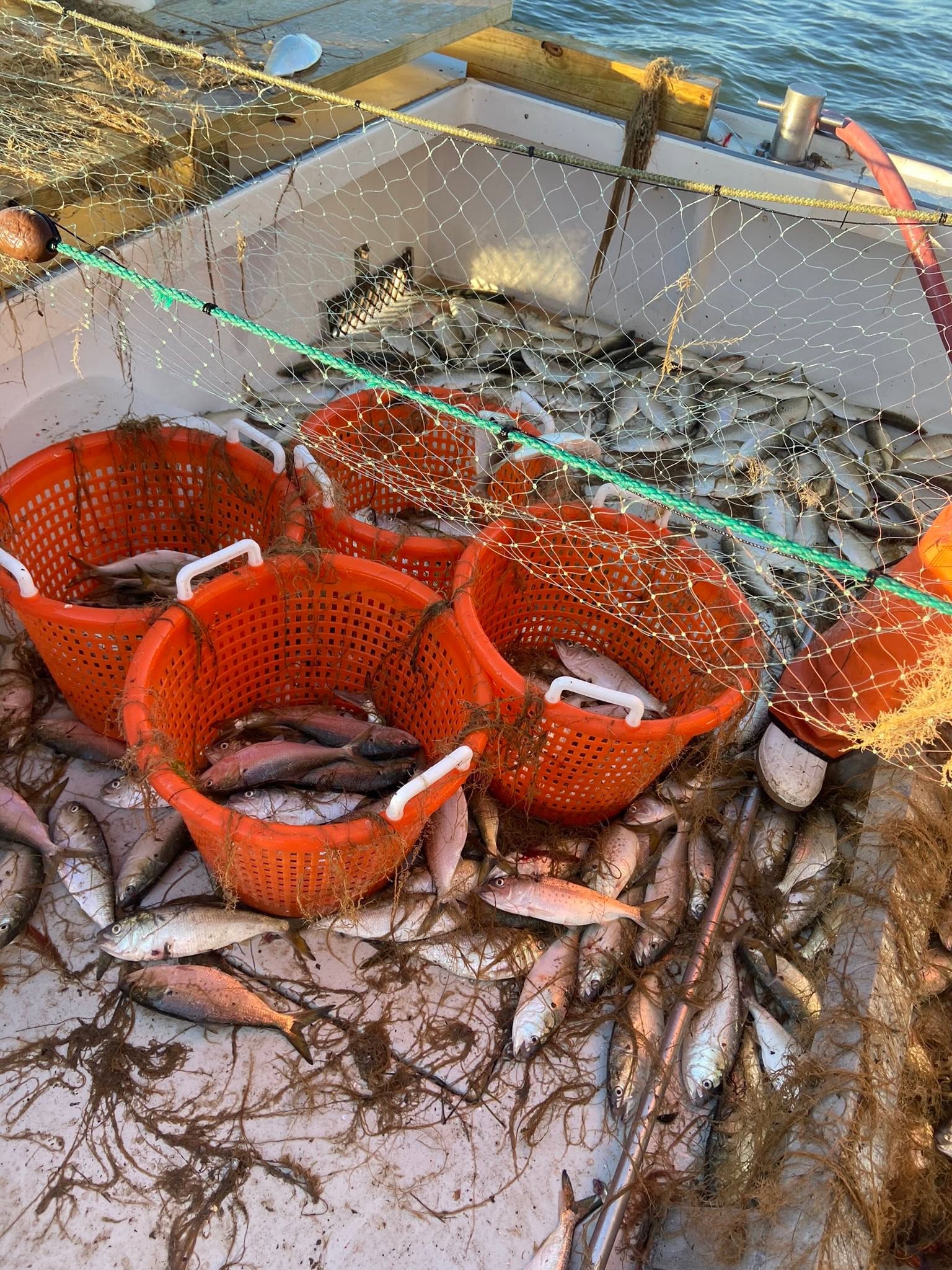 Fresh catch of bluefish in orange baskets with fishing nets on boat deck in Gwynn Island VA