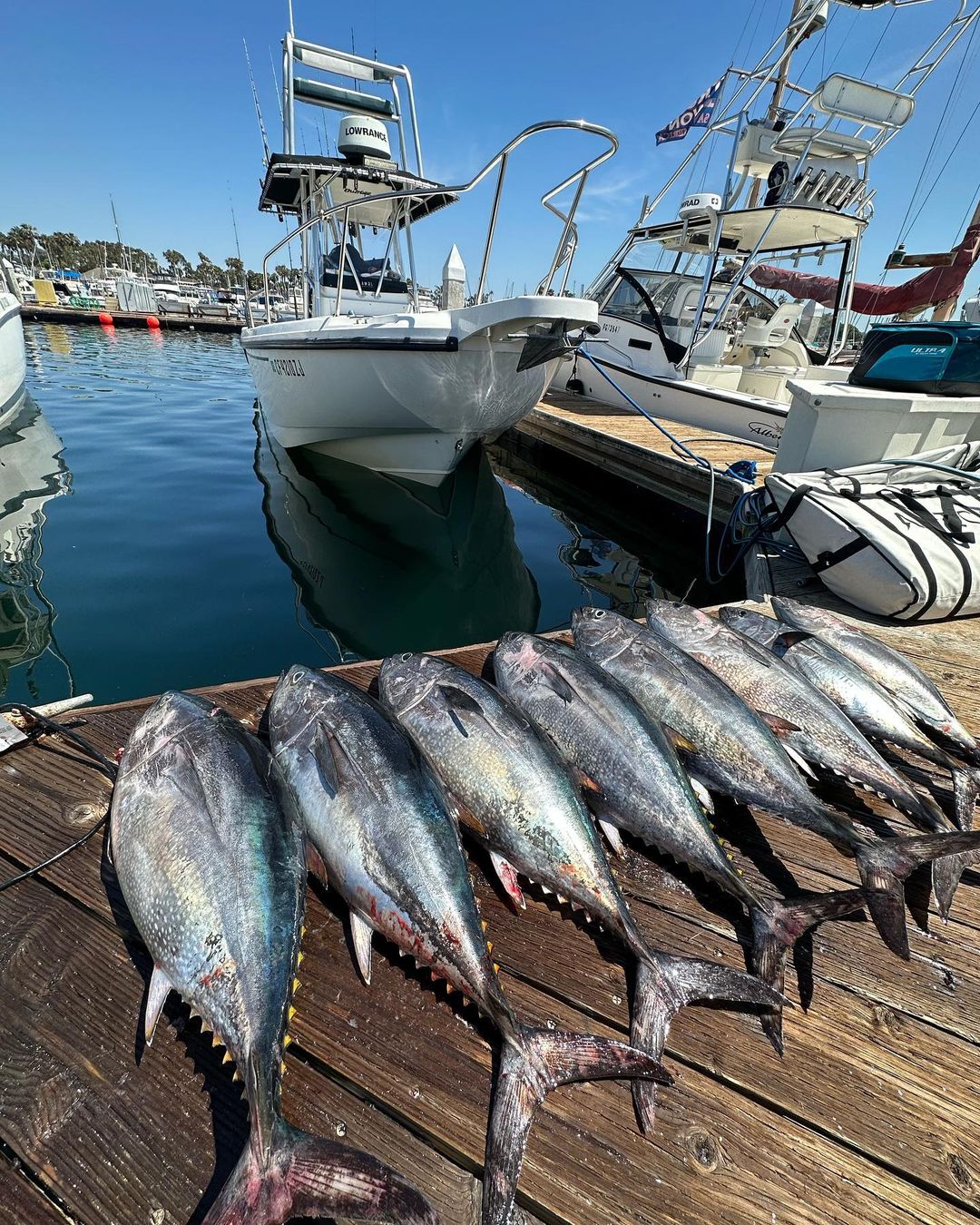 Three King Mackerel fish caught while fishing in San Diego