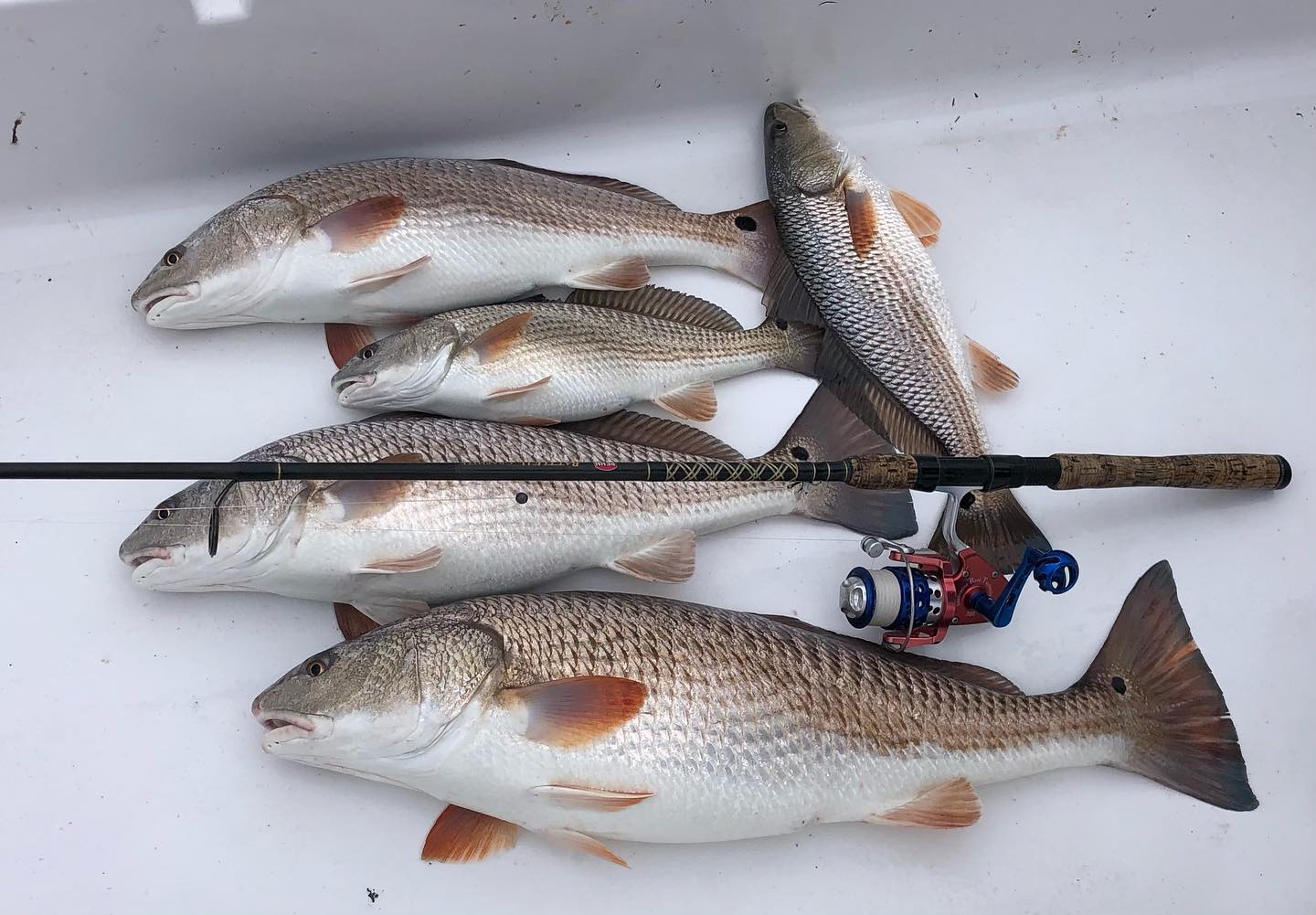5 redfish caught fishing in FL