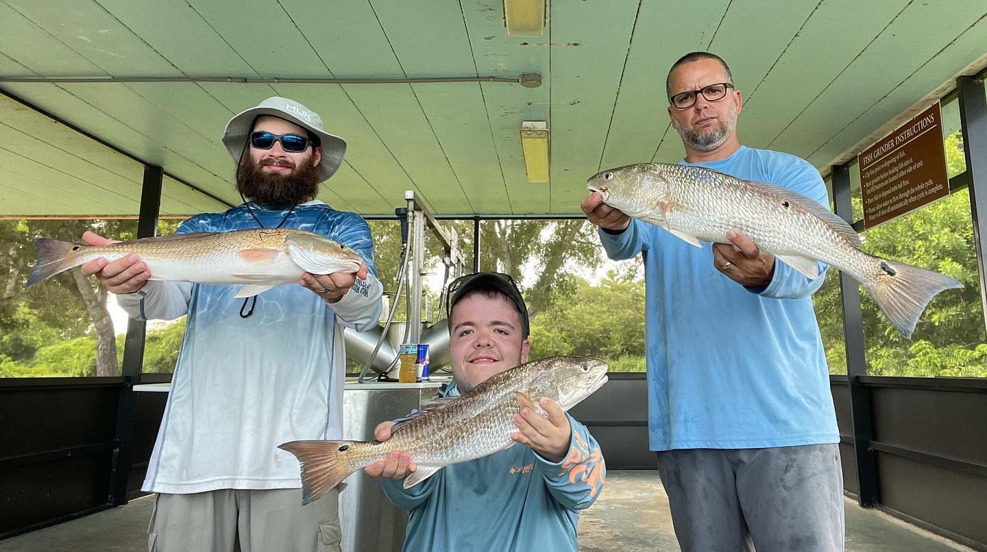 Three redfish caught by anglers in Key Largo