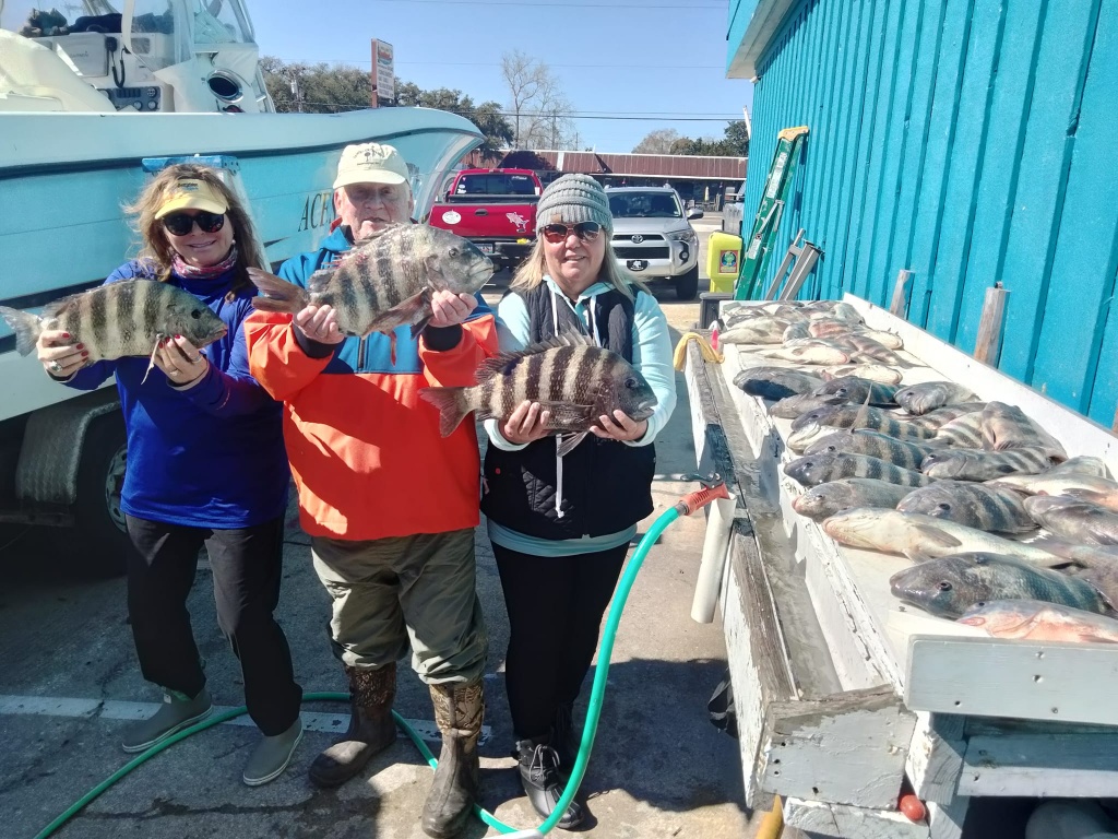 Three sheepshead fish caught in Murrells Inlet, South Carolina