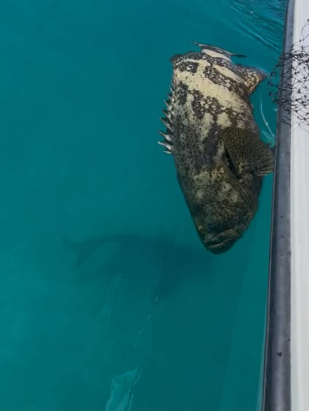 Large Goliath Grouper swimming near boat in turquoise waters of Key Largo FL
