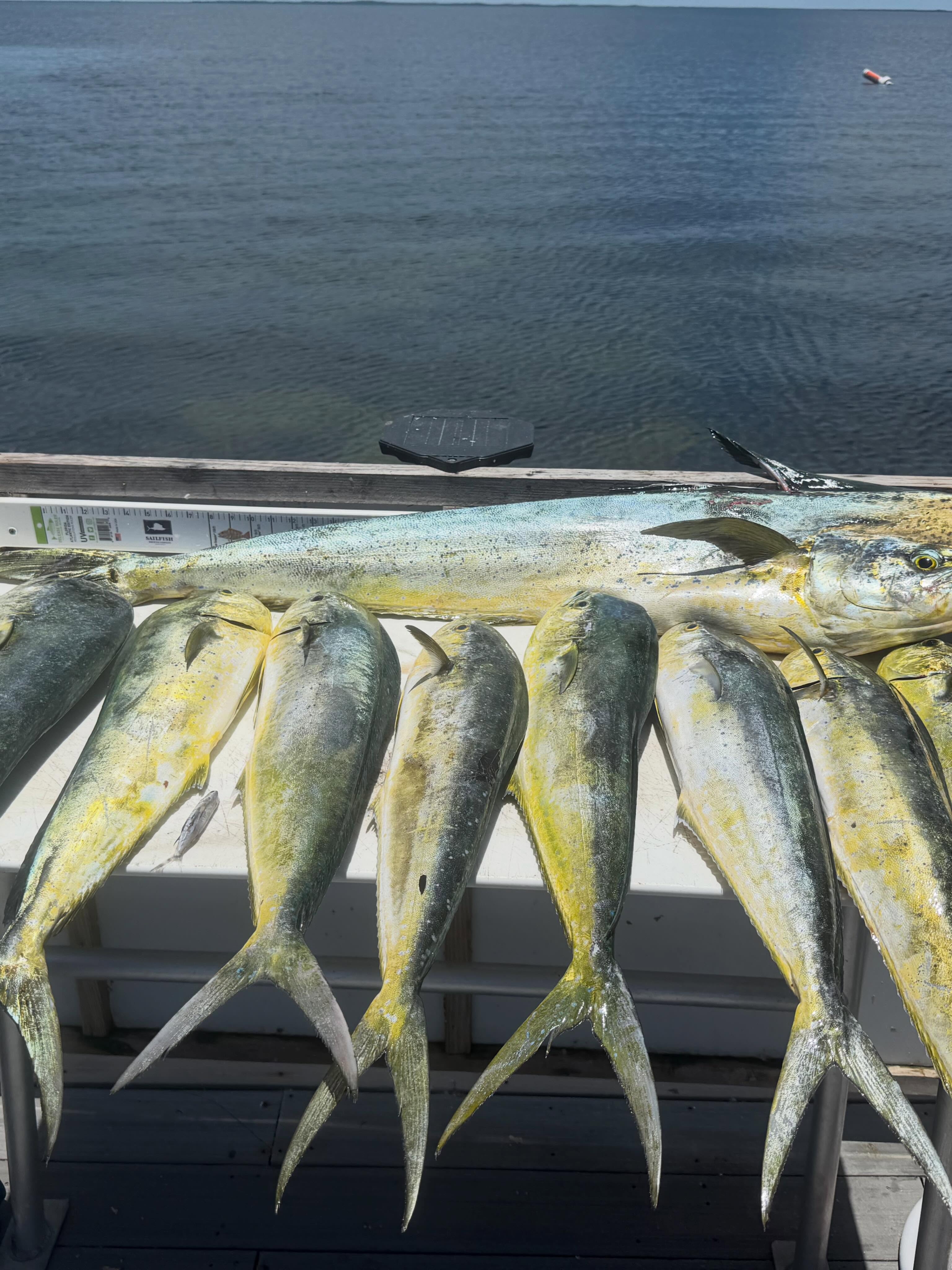 Fresh caught mahi mahi fish displayed on boat deck in Key Largo Florida