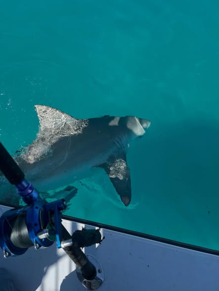 Large shark swimming near fishing boat in clear turquoise waters off Key Largo Florida
