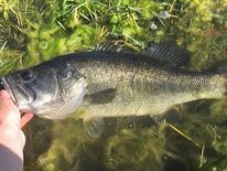 A fishing trip in Palm Harbor